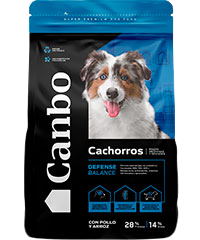 Cachorros